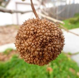   Infructescence:   Platanus occidentalis ; Photo by Z. Akulova, calphotos.berkeley.edu
